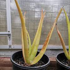 Maybe you would like to learn more about one of these? Why Is My Aloe Vera Plant Turning Yellow And Brown Deep Green Permaculture