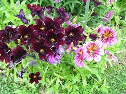 Image result for Blotiella sinuata