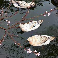 Beautiful Diy Backyard Pond Duck Pond This Helpful Article Answers Questions A Commenter Had About The Pond System Diy Backyard Ponds Backyard Backyard Ducks