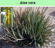 Image result for Aloe bicomitum