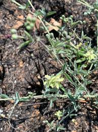 Image result for Basananthe triloba