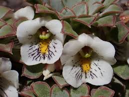 Image result for Viola abyssinica