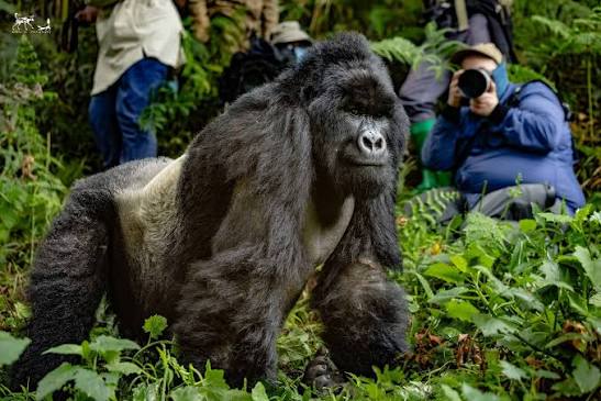 Happy World Gorilla Day! A silverback sized thanks to my awesome honey  badger guests who recently spent time with mountain gorillas in Uganda.  Your visit has helped contribute to protecting this incredible