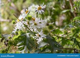 Image result for Montanoa bipinnatifida