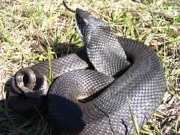 Eastern Hognose Snake Black Phase Soperton Georgia Snake Photos Hognose Snake Snake
