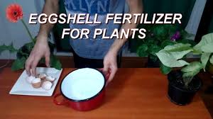 This is especially good to do in the fall so it has plenty. Use Eggshell Fertilizer For All Plants And Flowers Youtube
