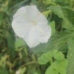 Image result for Ipomoea hochstetteri