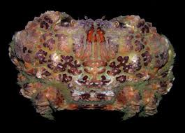 Image result for Angraecopsis gracillima