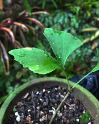 Image result for Ginkgoaceae