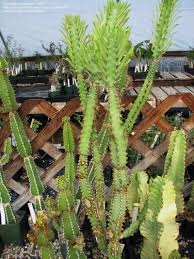 Image result for Euphorbia persistentifolia