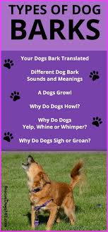 Pin On Dogs World