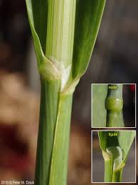 Image result for Avena sativa
