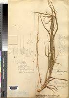 Image result for Anadelphia