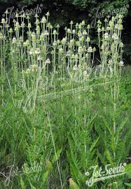 Image result for Dipsacus