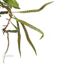 Image result for Microgramma