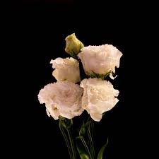 Maybe you would like to learn more about one of these? All About Lisianthus Flowers Stavern Blomstermakeri