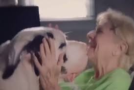 森の散歩が趣味の老夫婦と出会った犬、のちに夫を亡くしたおばあさんの心の支えに