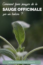 Cultiver La Sauge Officinale Au Balcon Pour Ses Bienfaits Et Purifier Mon Petit Balcon Sauge Officinale Sauge Sauge Plante