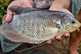 Pembesaran Ikan Gurame Ikan Habitat Ikan Air Tawar