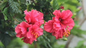 Edible hibiscus is the ultimate addition to your edible garden. More Than Good Looks Try These 10 Edible Flowers Ecowatch