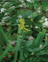 Image result for Smodingium