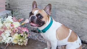 The Hermosa Inn Paradise Valley Az This 1930s Resort Near Scottsdale Has 43 Stylishly Appointed Hacienda Style R Cat And Dog Memes Pet Friendly Hotels Pets