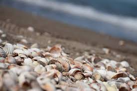 Up your chances of finding a few treasures by paying a visit to these key destinations where the area's shell hunting is arguably at its best. Best Beaches For Seashells In Queensland