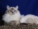 ragdoll kittens for sale