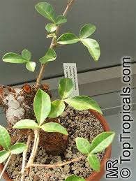 Image result for Commiphora mossambicensis