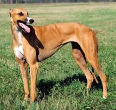 Psy Rasy Greyhound Chart Angielski