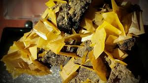 Image result for Ryder Yellow 1995 Fleet