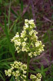 Image result for Valeriana