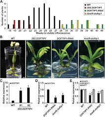 Rahmat lim & partners intellectual property practice ranked in iam patent 1000's firm and individual rankings. Doft And Doftip1 Affect Reproductive Development In The Orchid Dendrobium Chao Praya Smile Abstract Europe Pmc