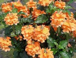 Image result for Crossandra mucronata