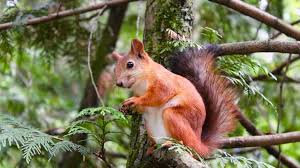 … scattering dog hair on the ground around specific plants and trees or. Do Coffee Grounds Keep Squirrels Away Another Benefit Of Coffee