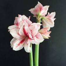Pin On Amaryllis