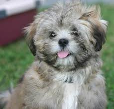 Boomer Honden Schattigste Honden Hondjes