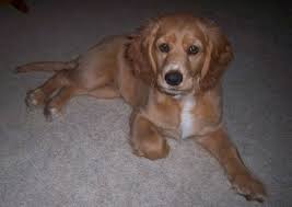 Maybe you would like to learn more about one of these? Golden Cocker Retriever Dog Breed Information And Pictures