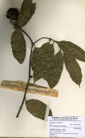 Image result for Landolphia owariensis