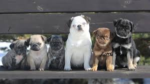 Black And Tan Pug Black And Tan Pug Little Stars Breed Of Pugs And French Bulldogs In Rare Colours Cute Pugs Pug Puppies Pugs