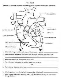 Circulatory System Biology Worksheet Human Body Worksheets Teaching Biology