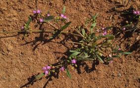 Image result for Gisekiaceae