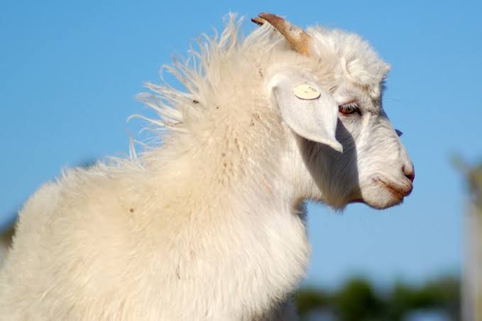 Mga resulta ng larawan para sa Australian cashmere goat"