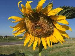Pin On Gardening Sunflowers Helianthus Annuus