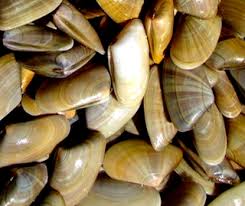 Si tratta di un mollusco costituito da un guscio composto da due valve. Tellines Vongole Ed Altri Frutti Di Mare