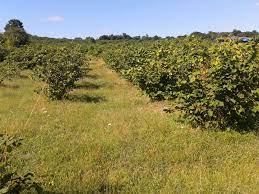 Hobi bahçesine ev yapılır mı? Bahce Tapusu Nedir Bahce Tapulu Yere Ev Yapilir Mi Emlakdanismanlari Com