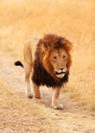 36 Facts About African Lions Panthera Leo Africa Animals African Lion Africa Wildlife