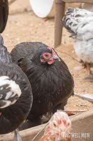 Check spelling or type a new query. How To Tell Hens And Roosters Apart What S The Difference