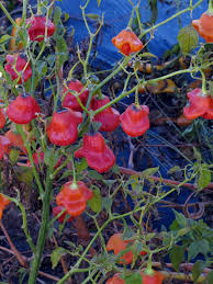 Glockenchili Capsicum Baccatum Sudamerikanische Chili Saatgut Chili Pflanzen
