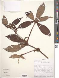 Image result for Coleotrype laurentii